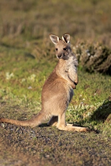 Macropod Prints: Eastern Grey Kangaroo (Macropus giganteus) young