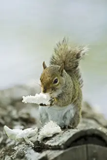 Eastern Grey Squirrel (Sciurus carolinensis) adult, feeding on fungi, Brazos Bend State Park, Texas, U. S. A. april