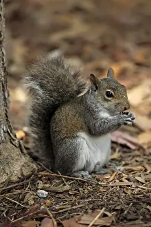 Eastern Grey Squirrel (Sciurus carolinensis) adult, feeding, sitting on ground, Miami, Florida, U. S. A. March