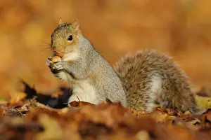 Eastern Grey Squirrel (Sciurus carolinensis) introduced species, adult, with nut in mouth, amongst fallen leaves, Kent