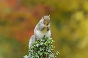 Eastern Grey Squirrel (Sciurus carolinensis) introduced species, adult, feeding on nut, sitting on ivy covered stump