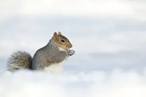 Gray Prints: Eastern Grey Squirrel (Sciurus carolinensis) introduced species