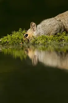 Eastern Grey Squirrel (Sciurus carolinensis) introduced species, adult, drinking at pond with reflection, Sheffield, South Yorkshire, England, may