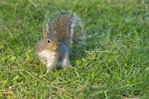 Eastern Grey Squirrel (Sciurus carolinensis) introduced species, adult, standing on grass, Italy