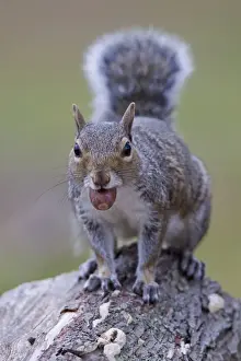 Eastern Grey Squirrel (Sciurus carolinensis) introduced species, adult, with acorn in mouth, Minsmere RSPB Reserve, Suffolk, England, october