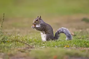 Eastern Grey Squirrel (Sciurus carolinensis) introduced species, adult, feeding on acorn, Minsmere RSPB Reserve, Suffolk, England, october