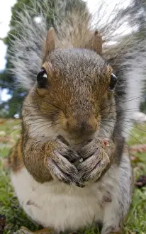 Eastern Grey Squirrel (Sciurus carolinensis) introduced species, adult, close-up of head and paws, feeding on ground in city park, Sheffield, South Yorkshire, England, october