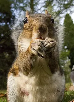 Eastern Grey Squirrel (Sciurus carolinensis) introduced species, adult, close-up of head and paws, feeding on ground in city park, Sheffield, South Yorkshire, England, october