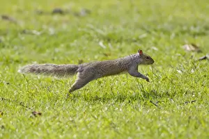 Eastern Grey Squirrel (Sciurus carolinensis) introduced species, adult, running, Suffolk, England, june