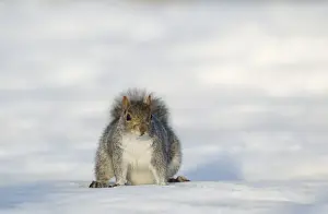 Eastern Grey Squirrel (Sciurus carolinensis) introduced species, adult, standing on snow, Sheffield, South Yorkshire, England, january