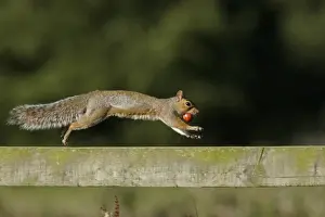 Eastern Grey Squirrel (Sciurus carolinensis) introduced species, adult, with Horse Chestnut (Aesculus hippocastanum)