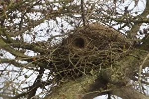 Eastern Grey Squirrel (Sciurus carolinensis) introduced species, drey in larch tree, Berwickshire, Scottish Borders