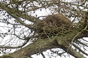 Eastern Grey Squirrel (Sciurus carolinensis) introduced species, adult, yawning, emerging from drey in larch tree