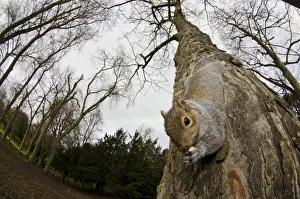 Eastern Grey Squirrel (Sciurus carolinensis) introduced species, adult, feeding on nut