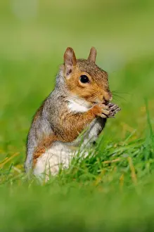 Eastern Grey Squirrel (Sciurus carolinensis) introduced species, adult, feeding, sitting on grass, Oxfordshire