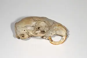 Eastern Grey Squirrel (Sciurus carolinensis) skull, with continued growth of teeth