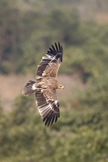 South China Sea Prints: Eastern Imperial Eagle (Aquila heliaca) immature