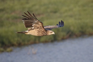 Eastern Imperial Eagle (Aquila heliaca) immature, in flight, Mai Po Marshes Reserve, New Territories, Hong Kong, China