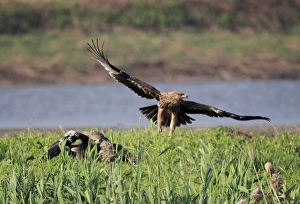 Deep Bay Prints: Eastern Imperial Eagle (Aquila heliaca) two juveniles