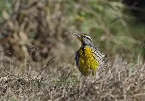 Fluffed Prints: Eastern Meadowlark (Sturnella magna hippocrepis) adult