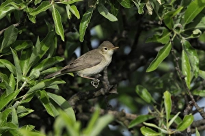 Warblers Prints: Eastern Olivaceous Warbler (Iduna pallida) adult