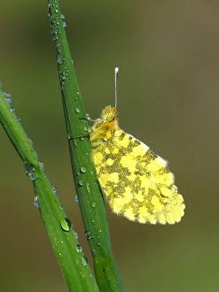 Butter Fly Prints: Eastern Orange-tip (Anthocharis damone) adult, underside, resting on grass, Greece, april