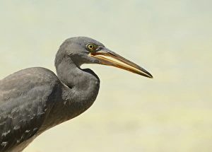 Egrets Prints: Eastern Reef Heron (Egretta sacra) dark form