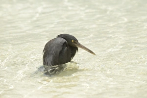 Eastern Reef Heron (Egretta sacra) dark form, adult, standing in sea, Queensland, Australia, November