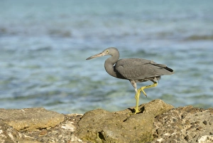 Eastern Reef Heron (Egretta sacra) dark form, adult, standing on rocks overlooking sea, Queensland, Australia, November