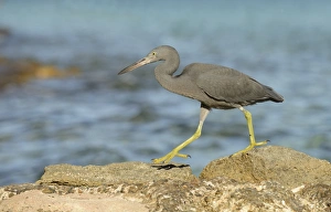 Eastern Reef Heron (Egretta sacra) dark form, adult, walking on rocks overlooking sea, Queensland, Australia, November