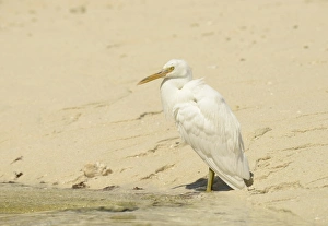 Egrets Prints: Eastern Reef Heron (Egretta sacra) white form