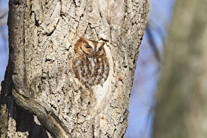 Owls Prints: Eastern Screech-owl (Megascops asio) rufous morph