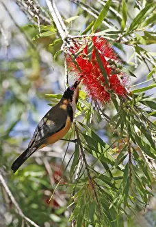 Plateau Prints: Eastern Spinebill (Acanthorhynchus tenuirostris) adult male