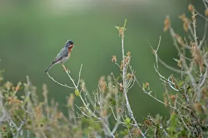 Warblers Prints: Eastern Subalpine Warbler (Sylvia cantillans albistriata) adult male