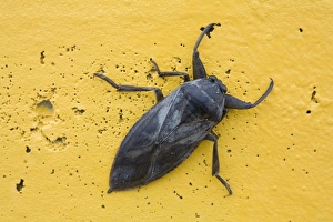 Midwest Prints: Eastern Toe-biter (Benacus griseus) adult