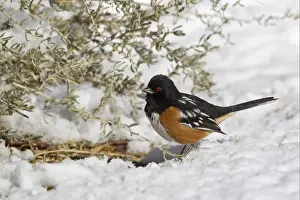 Sparrow Prints: Eastern Towhee (Pipilo erythrophthalmus) adult male