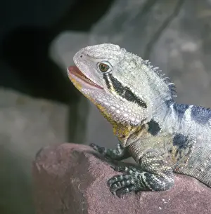 Dragon Prints: Eastern Water Dragon (Physignathus lesuerii) Front feet on rock / close up