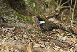 Floor Prints: Eastern Whipbird (Psophodes olivaceus) adult, foraging on rainforest floor, Lamington N. P