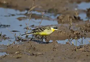 Eastern Yellow Wagtail (Motacilla tschutschensis) adult male, feeding on invertebrate prey in muddy field, Cambodia