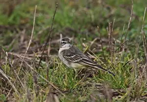 Eastern Yellow Wagtail (Motacilla tschutschensis) immature, first winter plumage, vagrant standing on ground