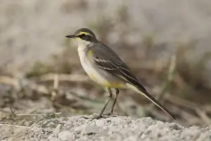 Song Bird Prints: Eastern Yellow Wagtail (Motacilla tschutschensis taivana) adult