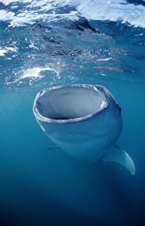 Spot Prints: Eating Whale shark, Rhincodon thypus