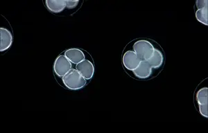 Urchin Prints: Echinus esculentus, the European edible sea urchin or common sea urchin