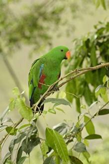 Parrot Prints: Eclectus Parrot (Eclectus roratus) adult male