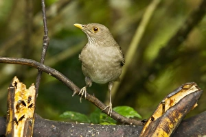 Equatorial Prints: Ecuadorian Thrush (Turdus maculirostris) adult