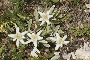 Alpine Prints: Edelweiss (Leontopodium alpinum) flowering, Maritime Alps, France, September