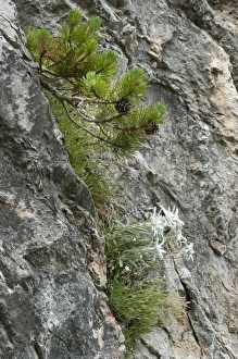 Eastern Europe Prints: Edelweiss (Leontopodium alpinum) flowering