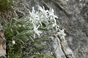Edelweiss (Leontopodium alpinum) flowering, growing on rockface, Tatra Mountains, Western Carpathians, Poland, June