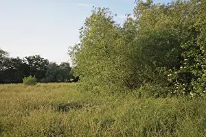 Carrs Prints: Edge of wet woodland habitat, Little Ouse Headwaters Project