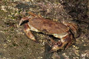 Decapoda Prints: Edible Crab (Cancer pagurus) adult